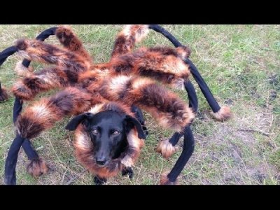 spider dog.jpg