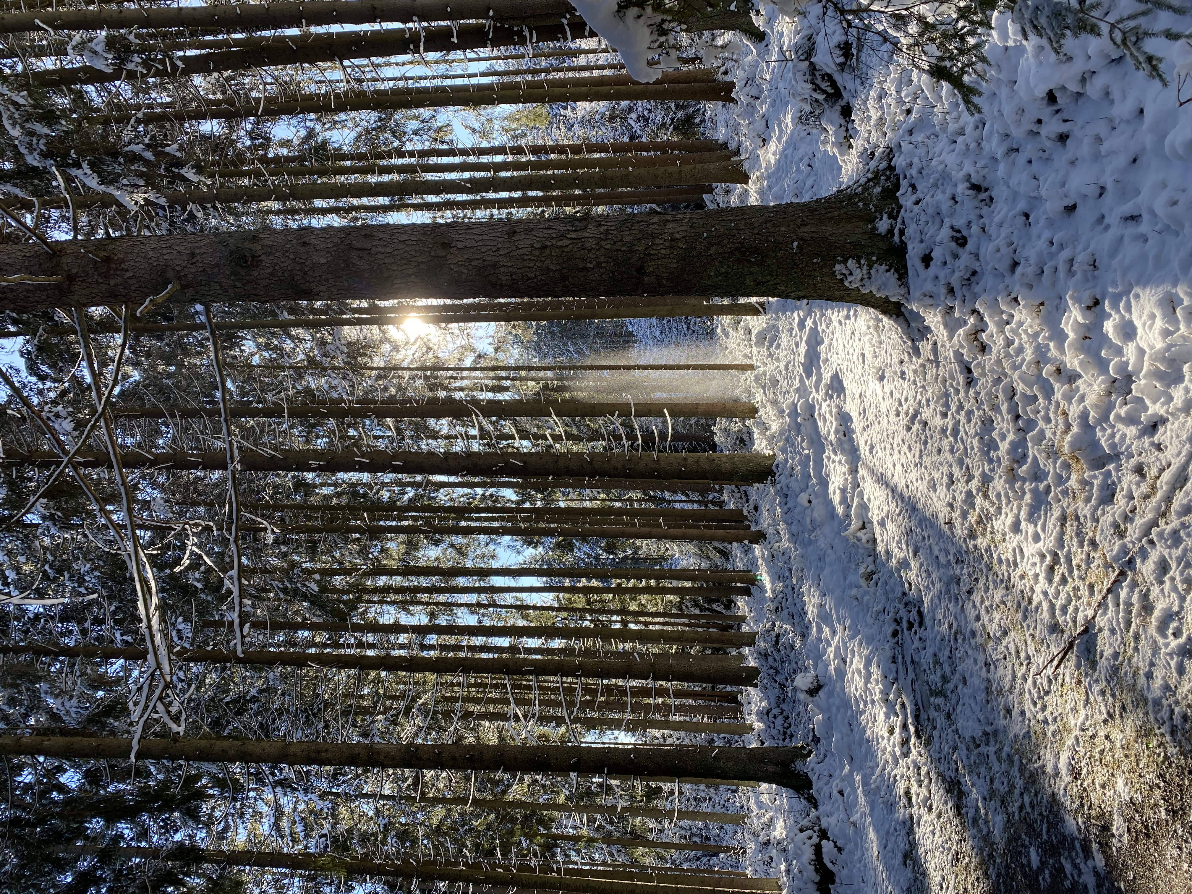 11006434-C41F-42F9-8F99-EDE8D6D3BBB2.jpeg