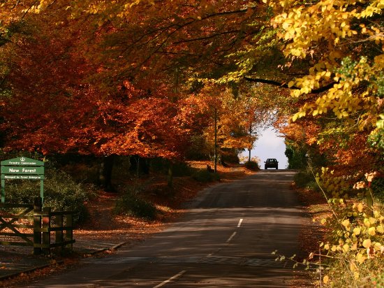 autumn in the new forest.jpg