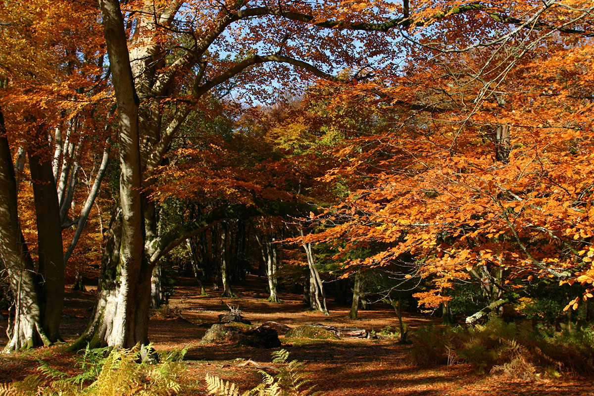 autumn in the new forest1.jpg