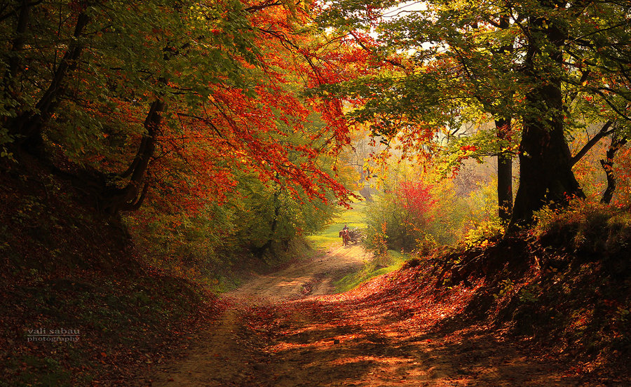 autumn in the new forest2.jpg