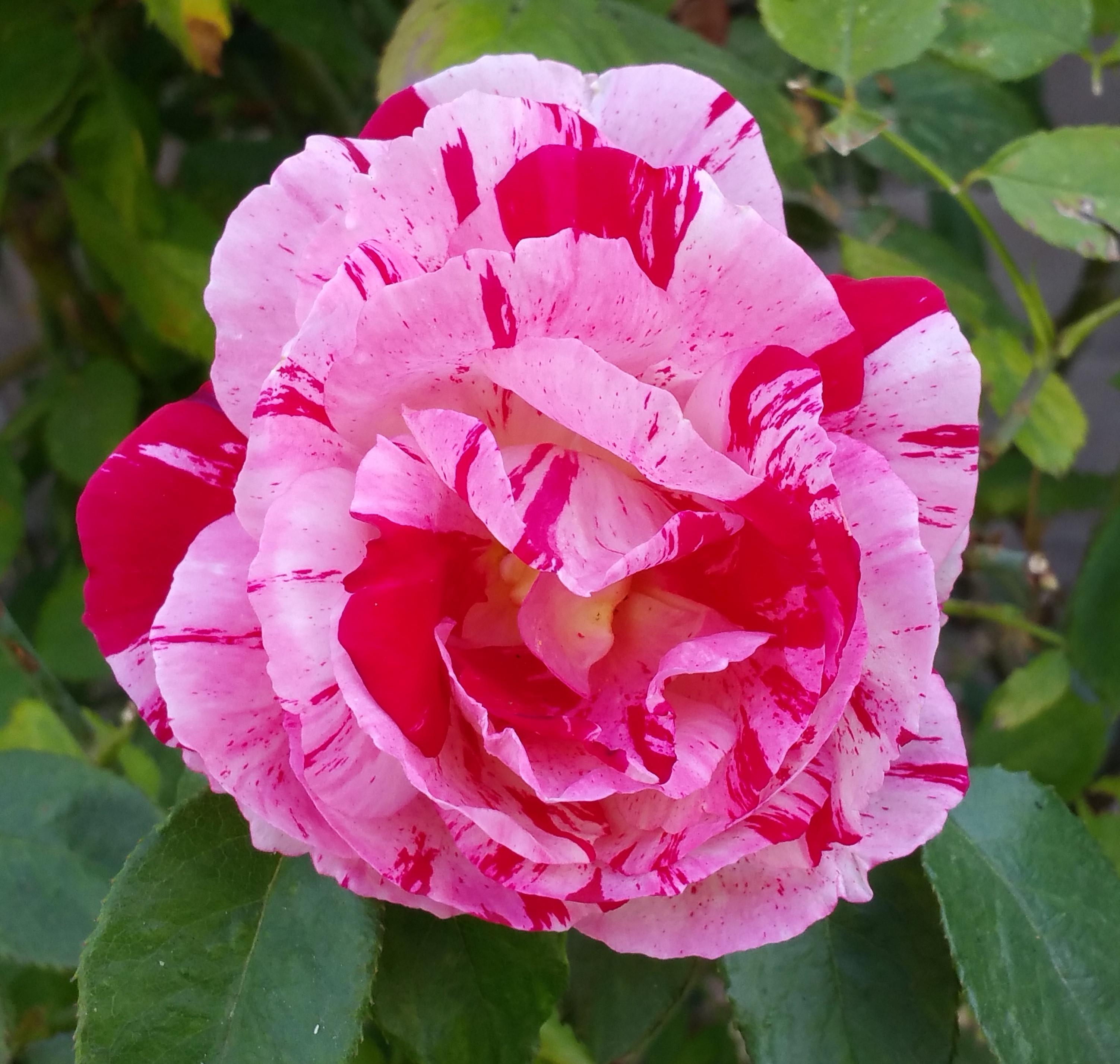 Bkyrd Rose 1.jpg