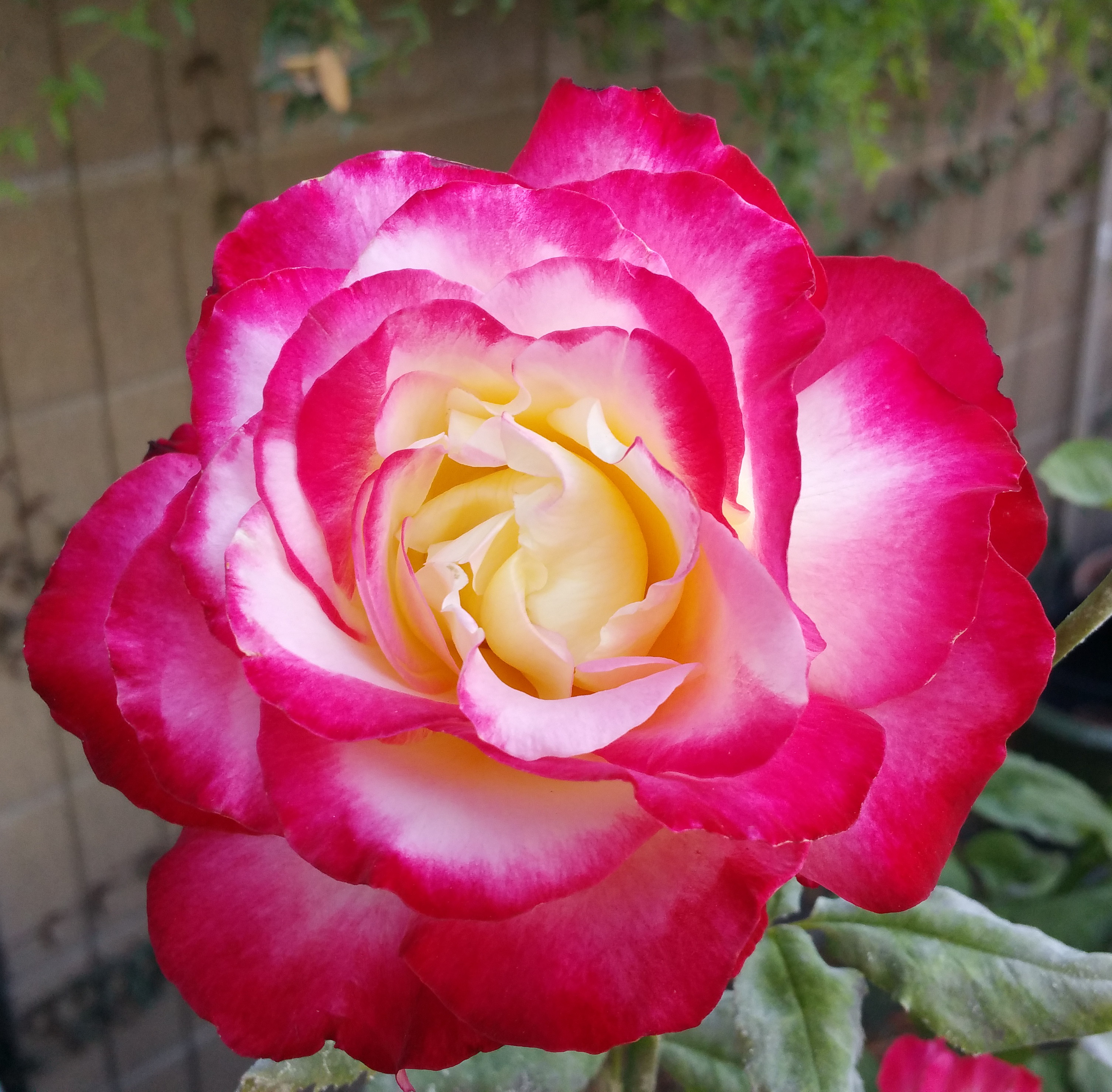 Bkyrd Rose 2.jpg