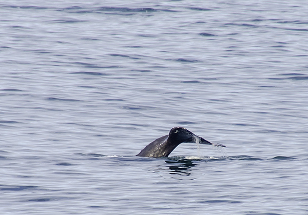 Boiler Bay Whale tail.jpg