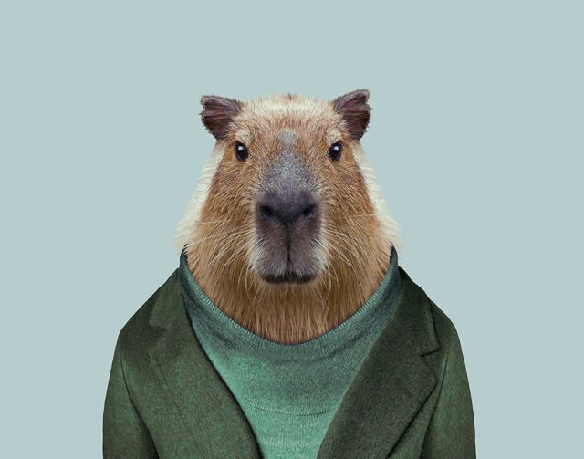 Capybara-Hydrochoerus-Hydrochaeris-copia.jpg