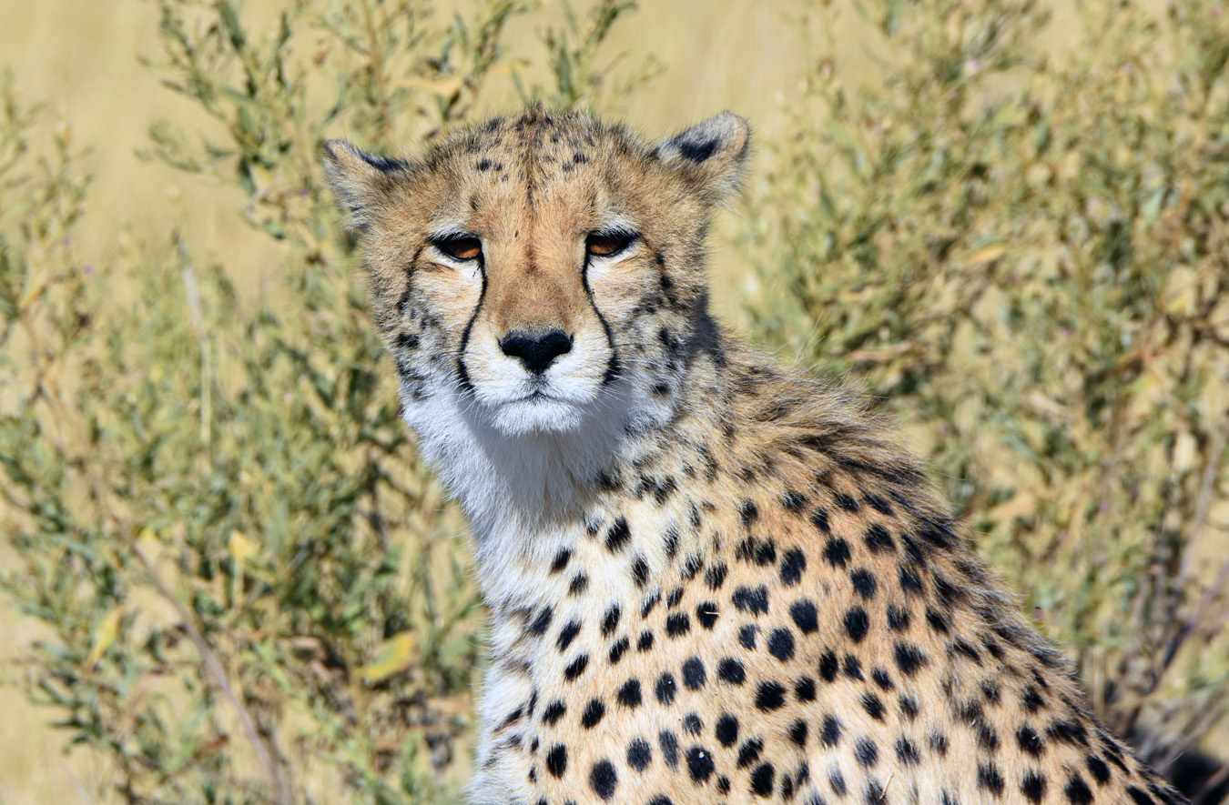 Cheetah 011.jpg
