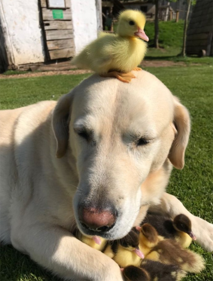dog-adopts-ducklings-2.jpg