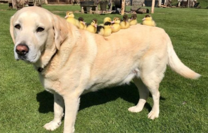 dog-adopts-ducklings.jpg