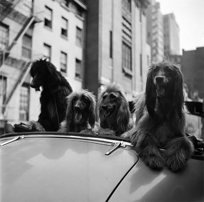 dogs in car_vintage-photographs-new-york-street-life-stanley-kubrick-8-59a94581034c2__700.jpg