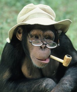funny-animals-monkey-in-hat-and-glasses.jpg