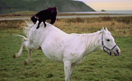 goat-rides-horse-260x160.png