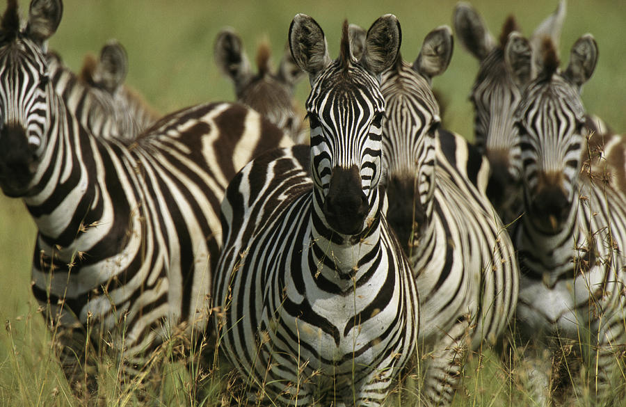 herd-of-zebras.jpg