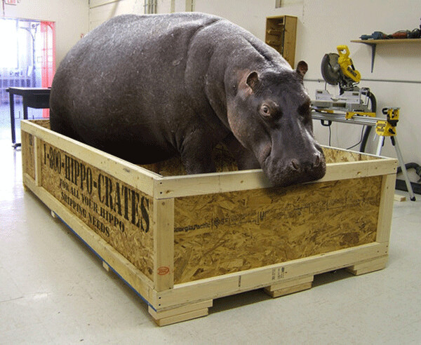 Hippo_Crate.jpg