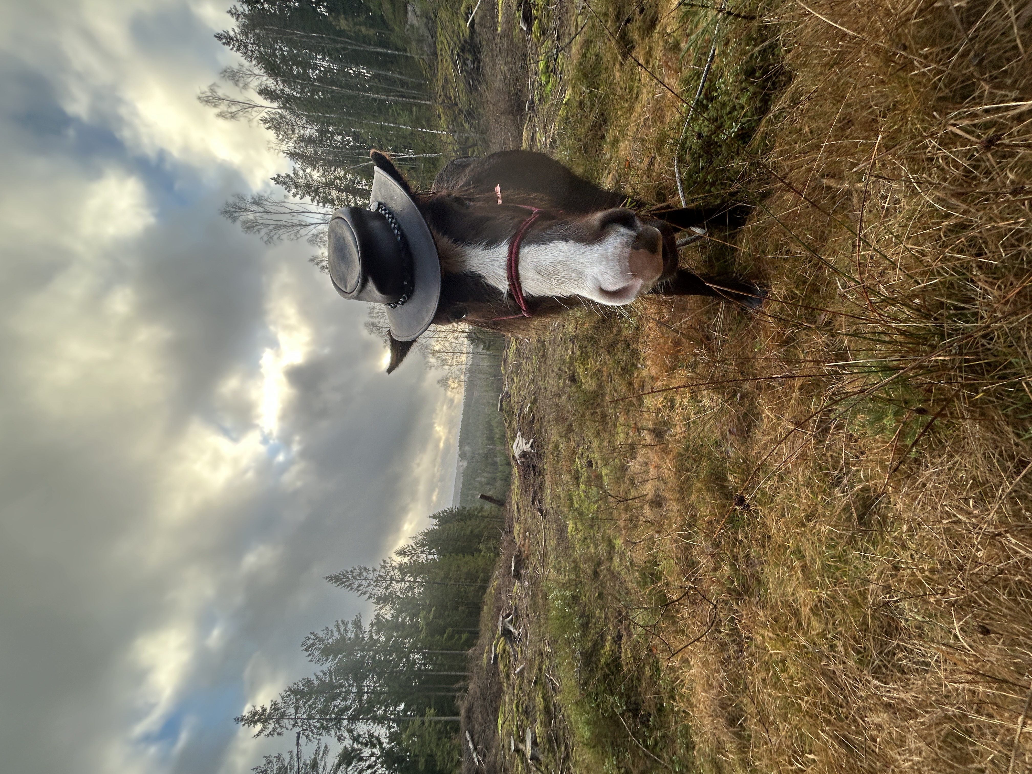 IMG_3240.jpeg