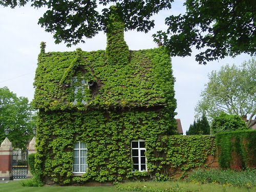 ivy+cottage.jpg