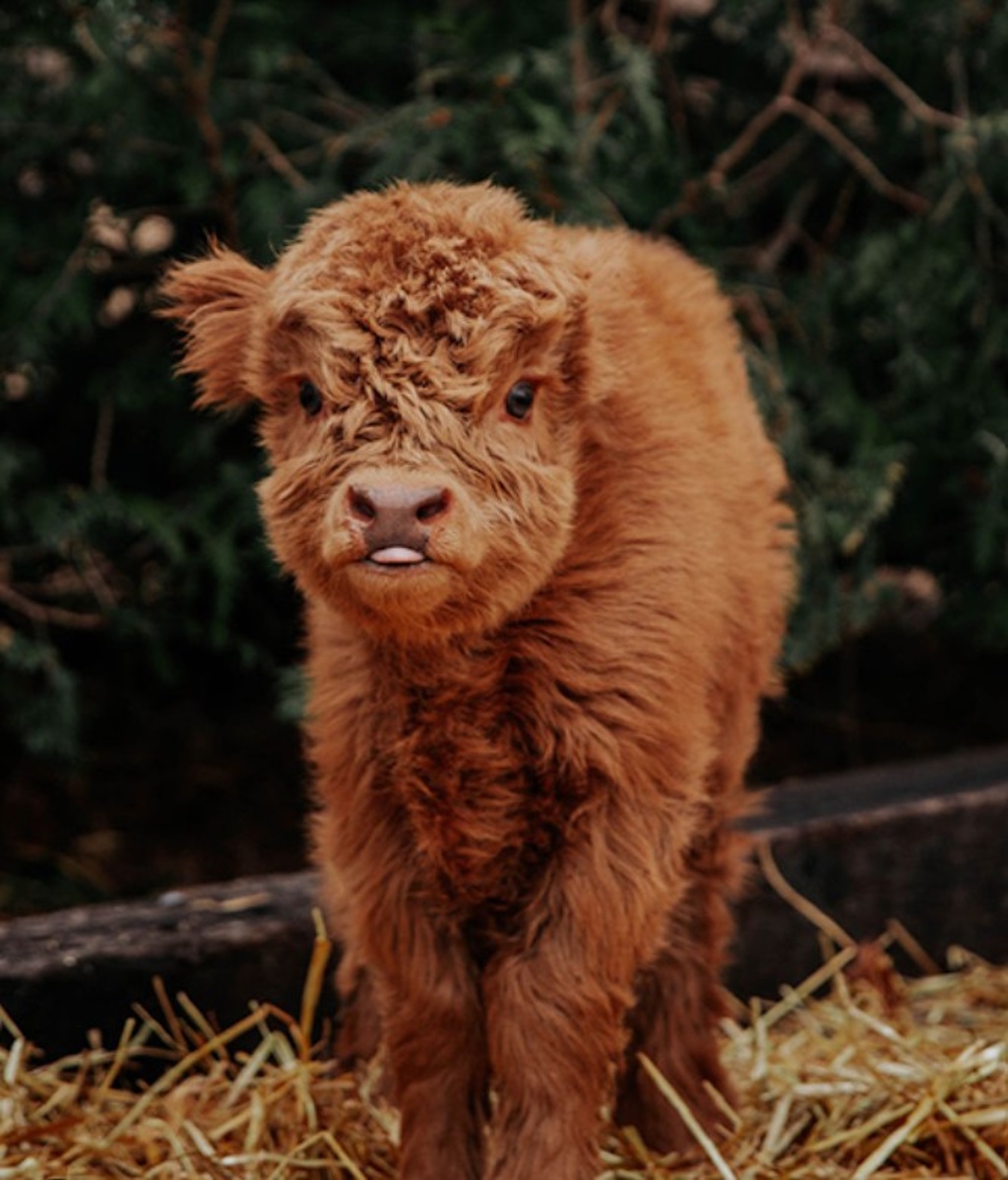 mini highland furball.jpg