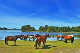 new forest.jpg