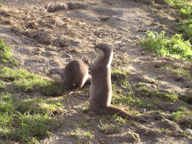 new forest otters.jpg