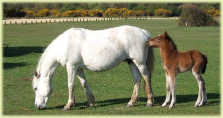 new-forest-pony-and-foal.jpg