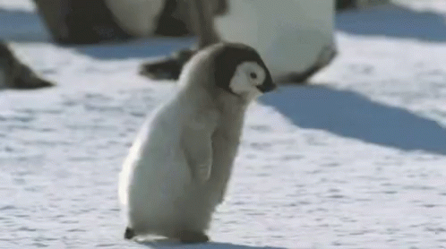 penguin-cute.gif