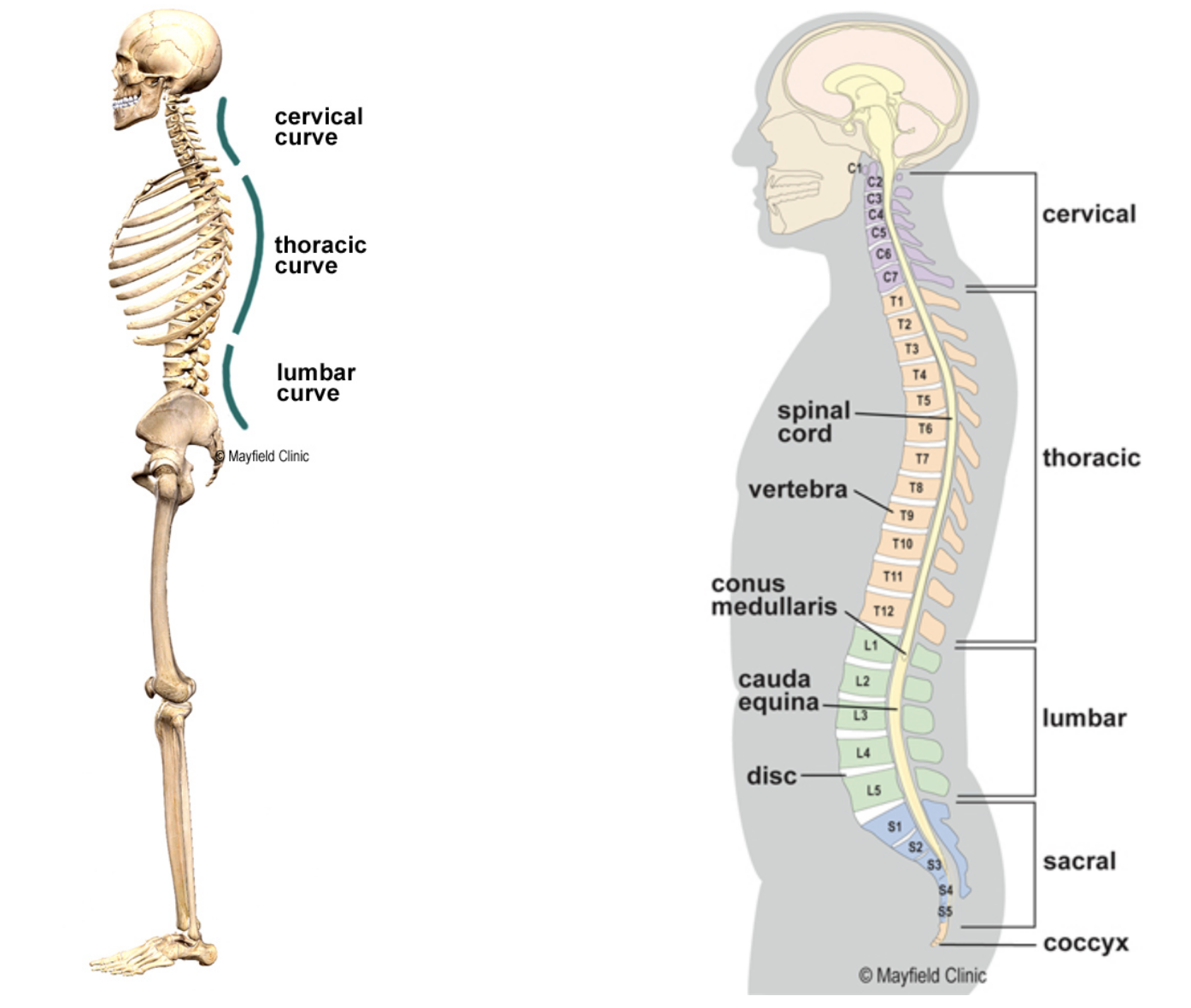 Pilates+Collective+Denver+-+alignment+of+the+spine.png