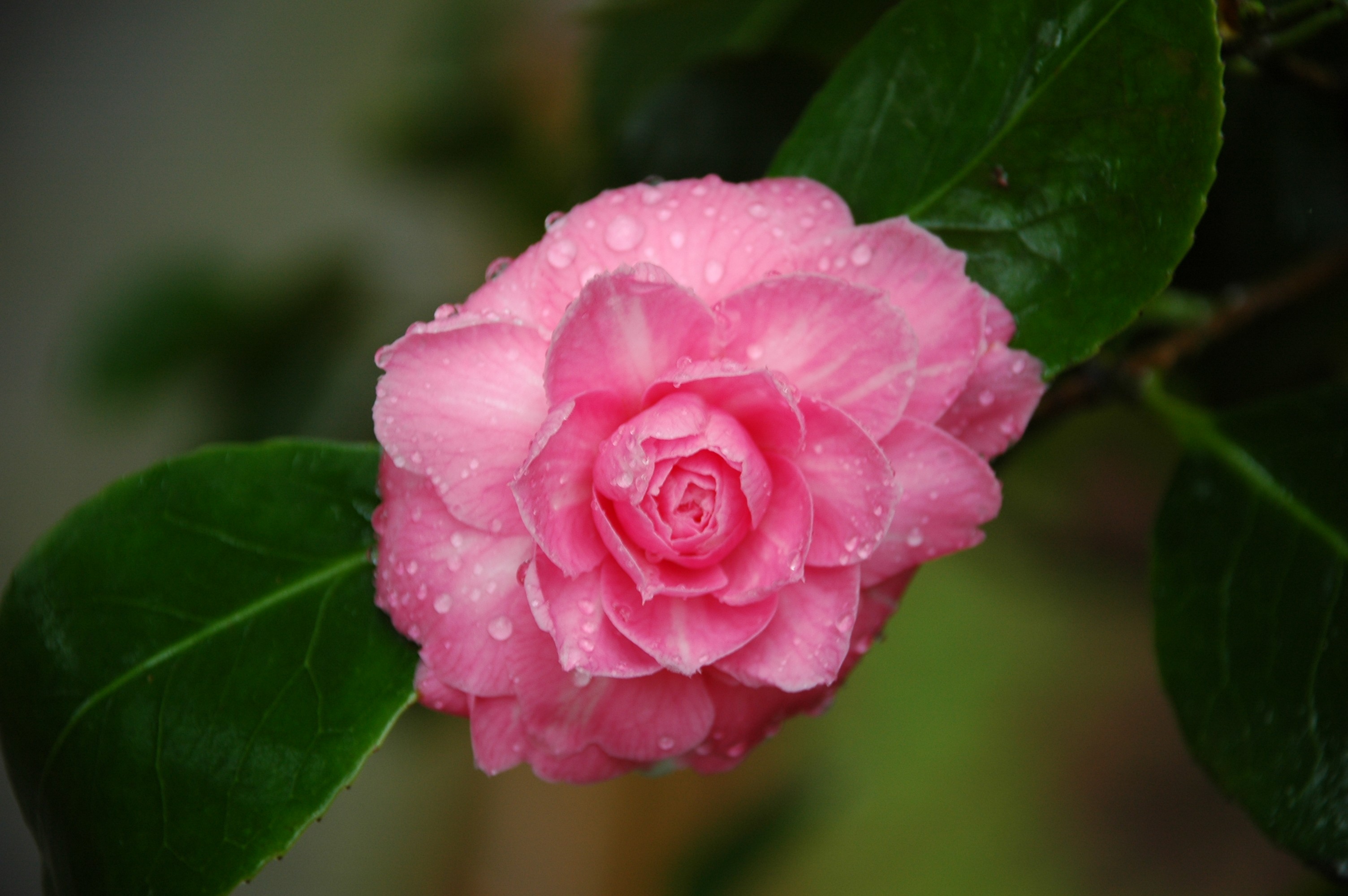 Pink Flower2.jpg