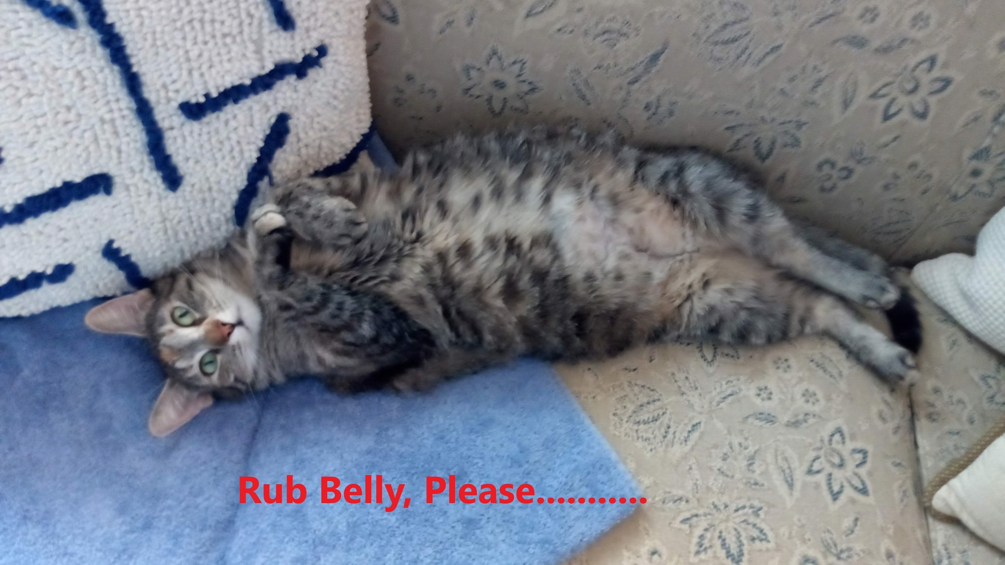 Rub Belly.jpg
