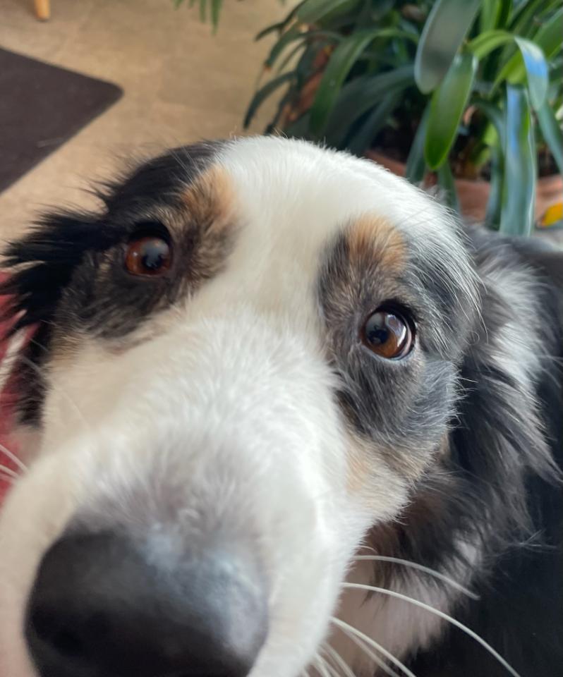 Ruby (1).jpeg