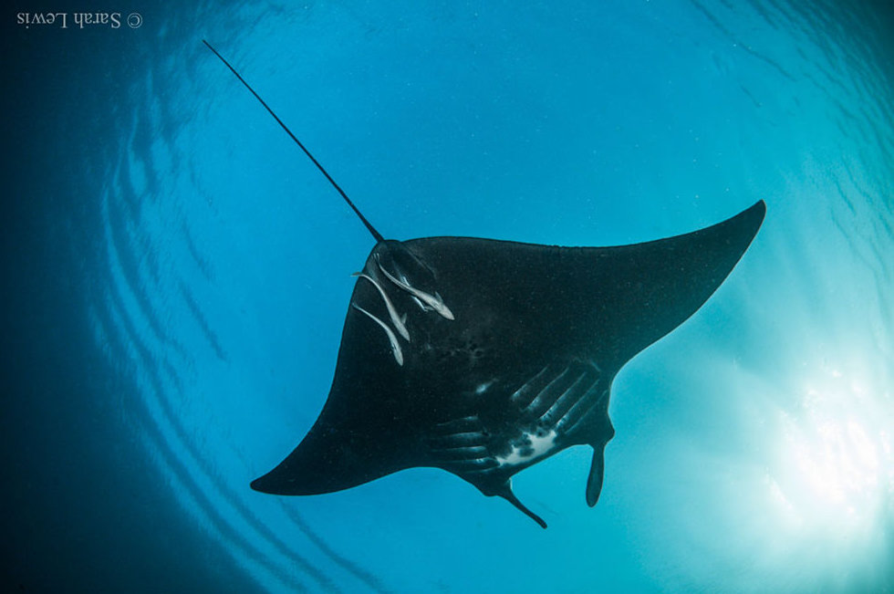 scuba-diving-manta-rays-sarah-lewis.jpg