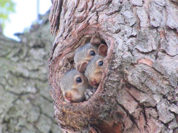 Squirrels.jpg