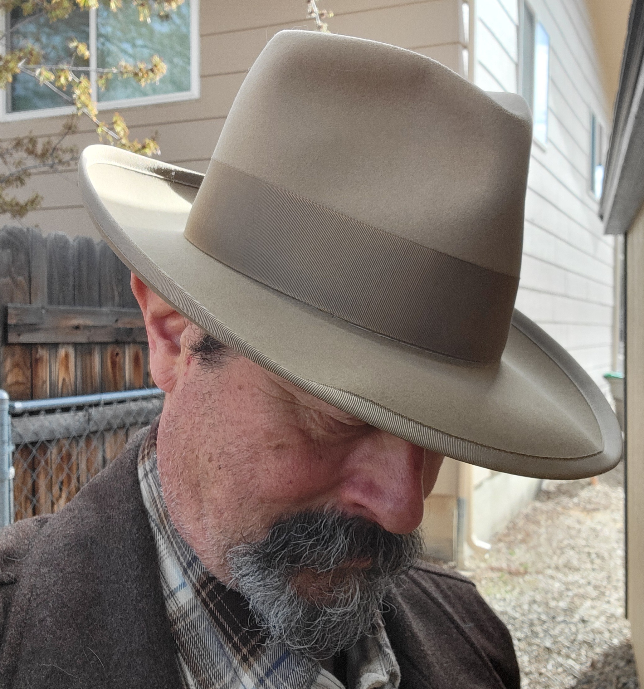 Stetson Whippet daily b.jpg