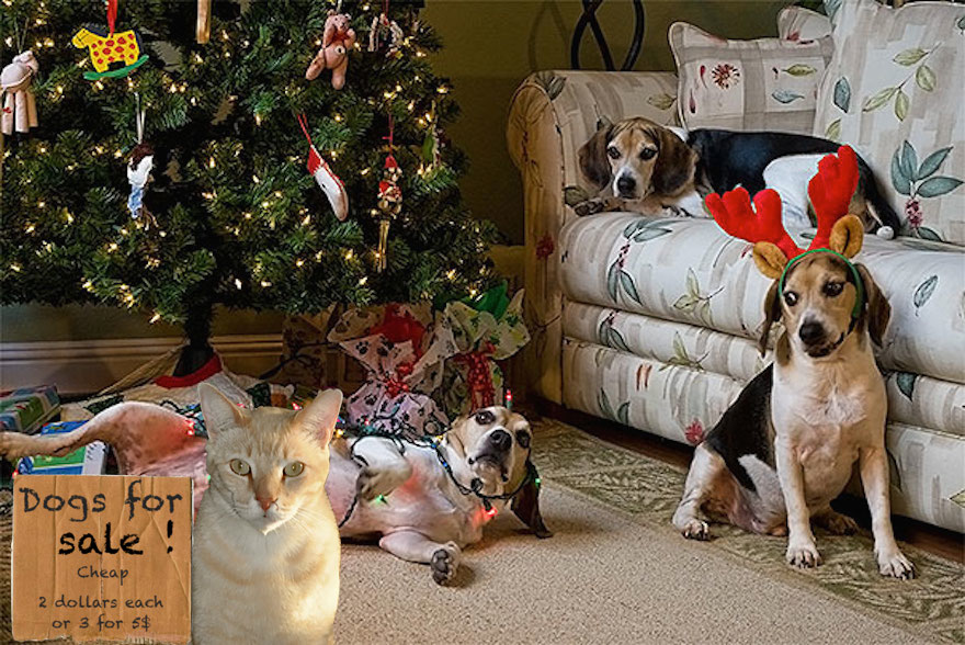 XX-animals-destroying-Christmas-13__605.jpg