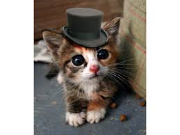 top hat cat.jpg