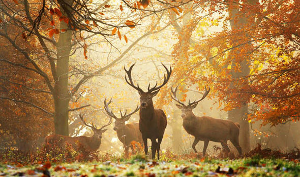 new forest stags.jpg