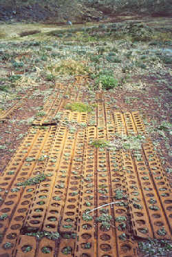 Marsden_matting_Alexai_Point_Attu_Island_Alaska.jpg