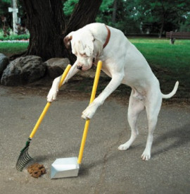 dog-scooping-poop.jpg