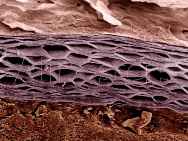 human skin.jpg