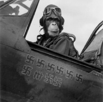 pilotChimp.jpg