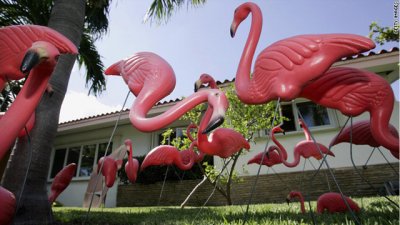 t1larg.flamingos.jpg