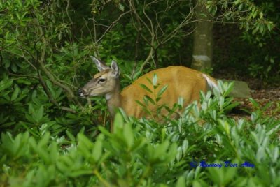 Deer.jpg Deer.jpg