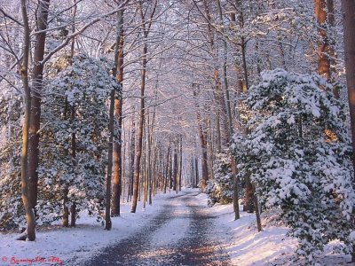 Winter.jpg Winter.jpg