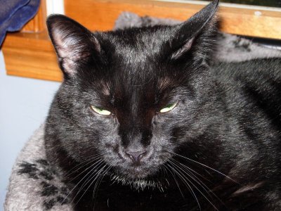 BlackFacedCat.jpg BlackFacedCat.jpg