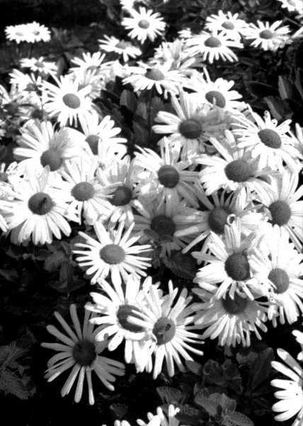 BlackEyedSusans.jpg