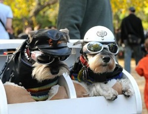 biker-dogs-with-doggles-1.jpg