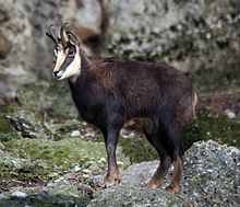 chamois1.jpg chamois1.jpg