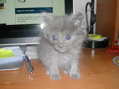 computer kitten.jpg