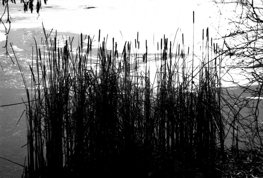 OM2-Reeds+Ice.jpg