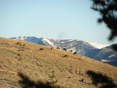 Montana3.jpg