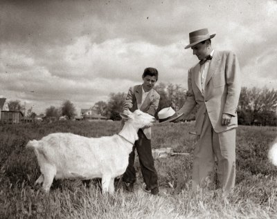 Hal Taylor feeds Mitzi the goat, Straw Hat Day, May 1953.JPG
