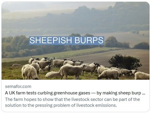 low methane sheep - Copy.jpg